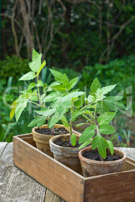 Tomato plants