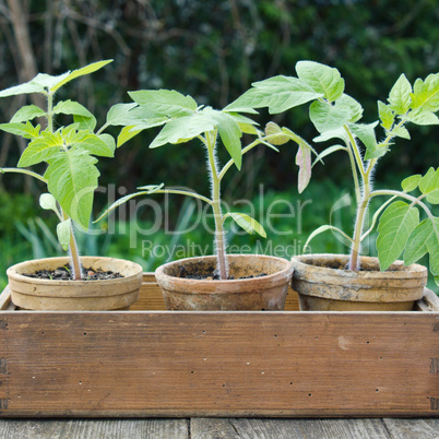 Tomato plants