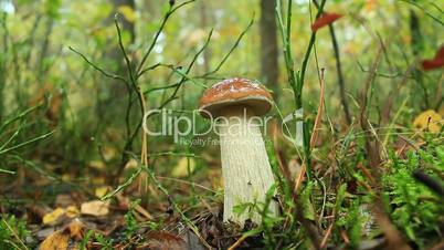 Beautiful and little cep in the forest