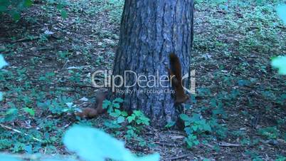 two squirrels pursuing each other on the tree