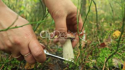 hand with knife cutting off beautiful cep