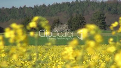 Yellow rape blossoms in the wind 04