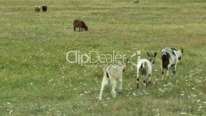 Goat and kid on a pastures