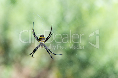 Argiope sp. spider from South Korea