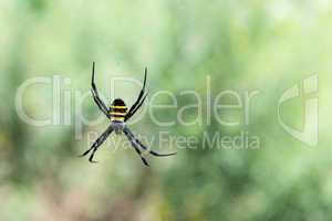 Argiope sp. spider from South Korea