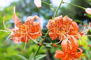 Tiger lily, Lilium lancifolium
