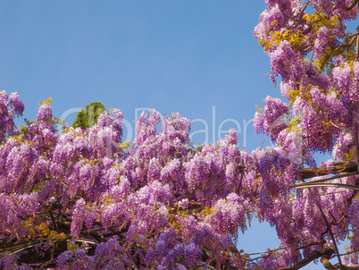 Wisteria