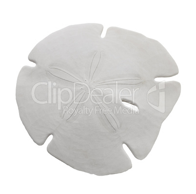 sand dollar sea shell