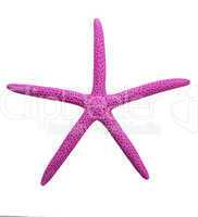 purple finger starfish