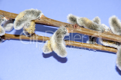 Willow sprigs to bloom for Easter