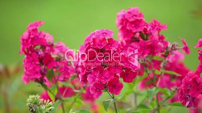 Red Flowers on the Defocused Background