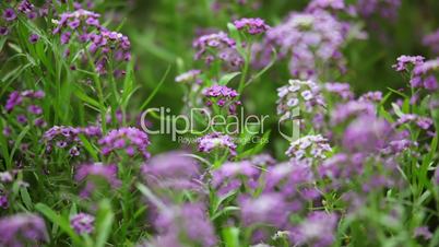 Lilac Flowers on the Defocused Background