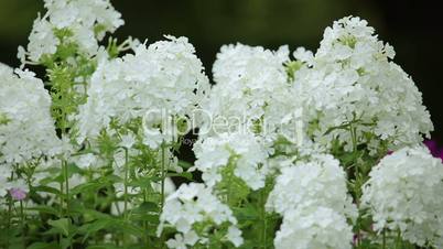 White Flowers on the Defocused Background