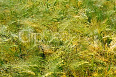 background of wheat spikes