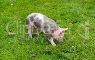young pig on a green grass