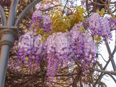 Wisteria