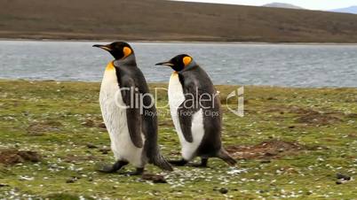 Two King Penguins walking around