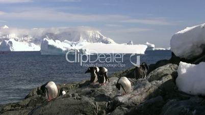 Antarctica - Gentoo Penguins