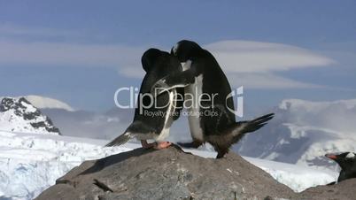 Two Gentoo Penguins fighting on a rock, Antarctica