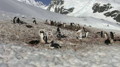 Gentoo Penguin colony, Antarctica