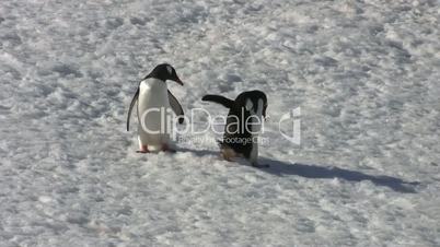 Two gentoo penguins walking around, antarctica