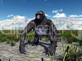 Gorilla