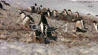 Gentoo Penguin colony, Antarctica