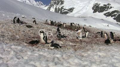 Gentoo Penugin Colony, Antarctica