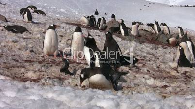 Gentoo Pentuin colony, Antarctica