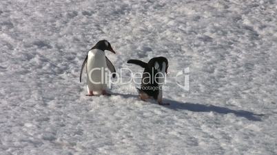 Two Gentoo Penguins, Antarctica