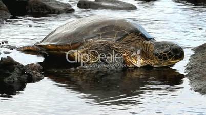 Hawksbill Turtle