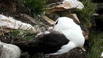 black-browed Albatross