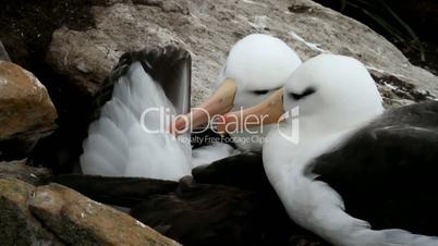 pair of black-browed albatross
