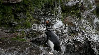 rockhopper penguin is taking a shower