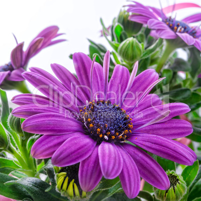 violet daisies