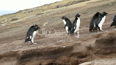 rockhopper penguins running uphill