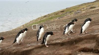 Rockhopper Penguins running uphill