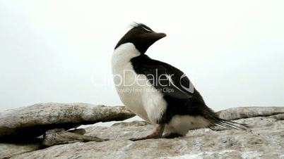 Lonely Rockhopper Penguin