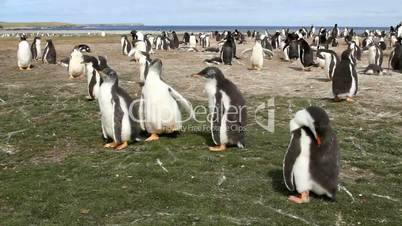 Young Gentoo penguins