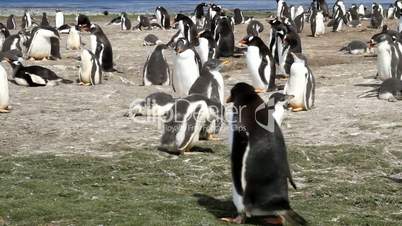 Getnoo Penguin colony