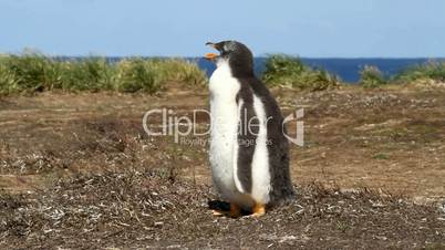 Young gentoo penguin