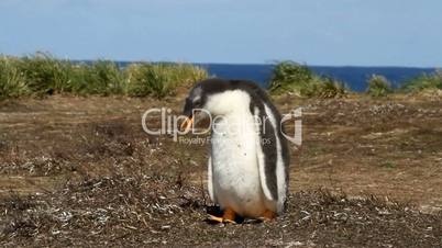 Young gentoo penguin is walking around