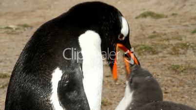 Gentoo penguin mother is feeding her chicks