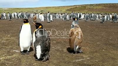 colony of king penguins