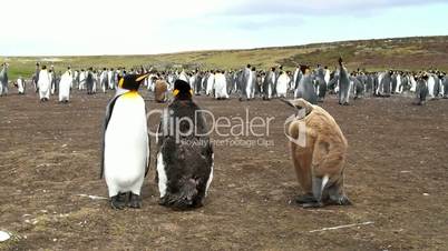 young king penguin chick