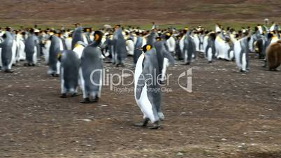 king penguin is running away