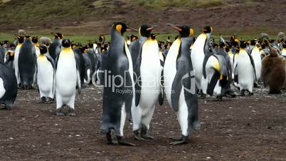 colony of king penguins