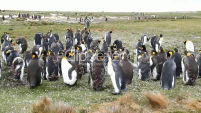 young king penguins moulting