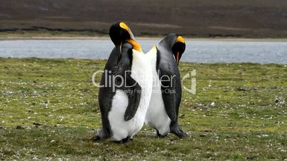 Two King Penguins cleaning their feathers