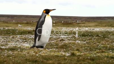 Lonely King Penguin is walking around